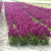 dactylorhiza foliosa 4
